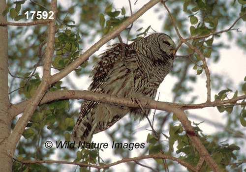 Barred Owl (Strix varia)